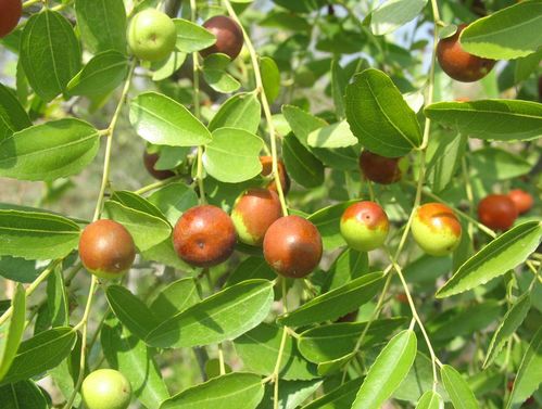 农村这15种山珍,不花钱的美味,你都吃过几个