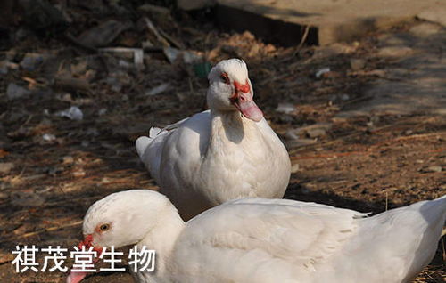 2022年河南省动物疫病强制免疫计划,春季养猪养鸡如何防治疫病发生 用什么药