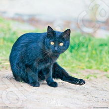 图文 黑色星期五收养黑猫 免缴75元领养费