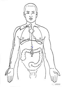 十二经络与十二时辰表,打开健康之门 