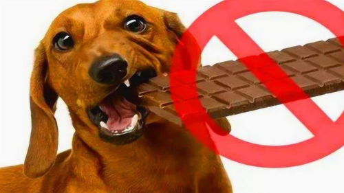 为何狗狗不能吃巧克力 严重的还会危及生命,看完涨知识了 