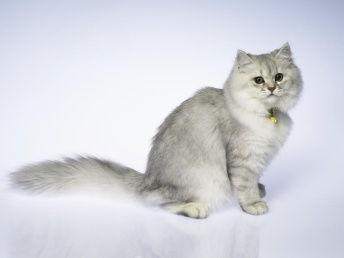 图 成都出售自家繁殖纯种暹罗猫幼猫 健康保障 可送货 成都宠物猫 