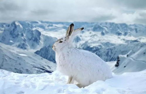 兔子什么时候繁殖,兔子什么时候繁殖兔子什么时候配种