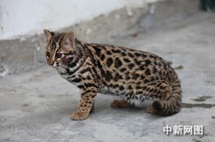 四川长宁豹猫放归国家级自然保护区