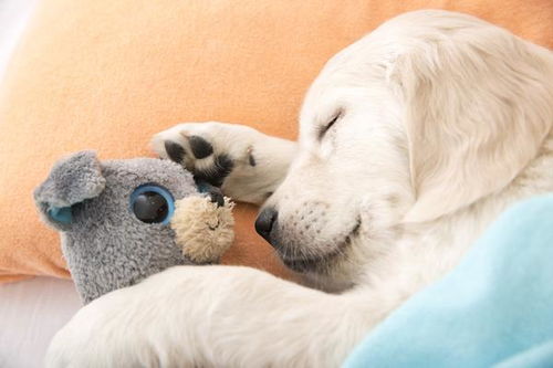 如何让你家狗狗睡得更安稳 这六个方法,可以改善狗狗的睡眠质量