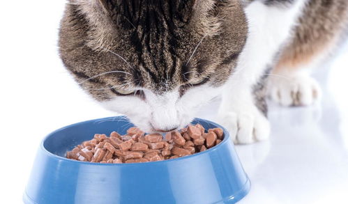 铲屎官不在家,猫吃食物时存在行为差异