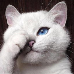 猫咪结膜炎多久才能好 猫咪的结膜炎会传染吗 