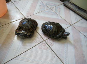 这三只乌龟我养了好久了 到现在还不知道是什么龟 而且三只挤在一个缸里 乌龟的腿部出现了一些像是腐烂的样子 求大师帮我看看该怎么办 要怎么养啊 