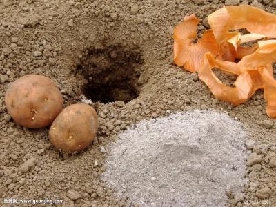 谁知道怎么种植土豆 可以把刚刚发芽的土豆埋在土里吗 