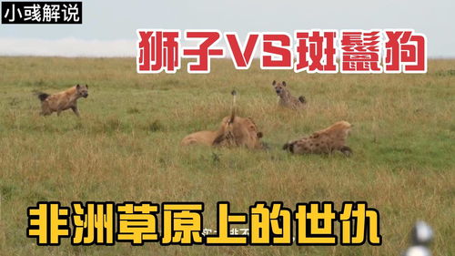 非洲草原上的天敌,狮子与斑鬣狗的相爱相杀,谁是你心中的王者 