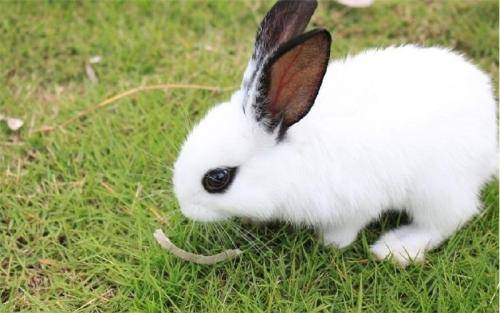 兔子耳朵耳螨的主要原因是什么