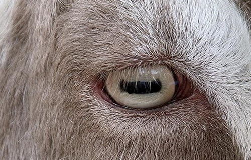 10条很冷的冷知识,山羊的瞳孔是方形的