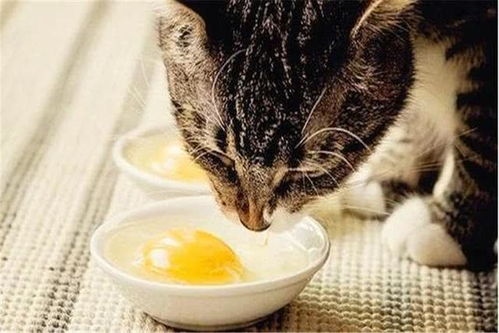 猫可以吃鸡蛋和蛋黄吗 危险是有的,不过选对喂食方式就能避免 
