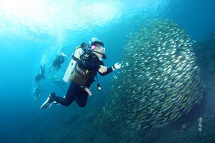 巴厘岛旅游能不能潜水巴厘岛旅游能不能潜水呢（巴厘岛潜点）