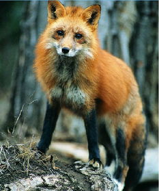 6955b68c8aa2692b? - 狐狸的种类有哪些,魅力四溢：狐狸的种类与奇特生活习性大揭秘