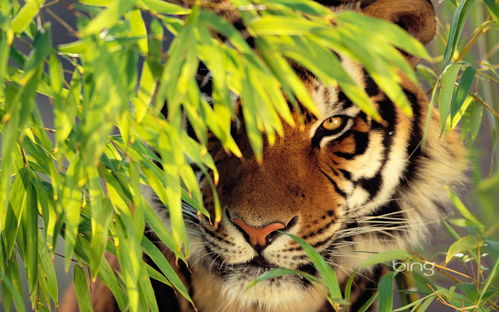 孟加拉虎桌面壁纸36802 老虎写真 动物类 68Design 