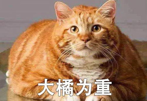 名侦探 橘猫,上线