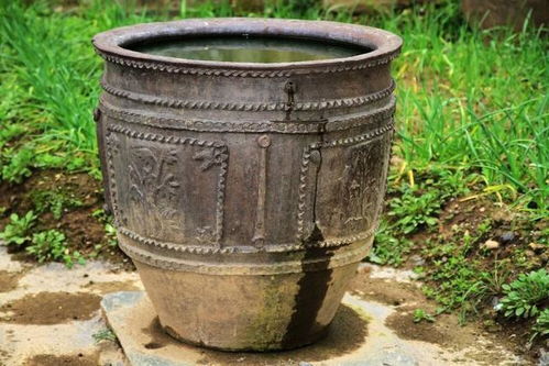 1个旧水缸,放一把铜钱草,3个月长满水缸,叶油绿大又美