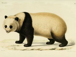 关于熊猫这个全世界最可爱的处女座战兽,我们把它的蠢萌伪装揭掉了 