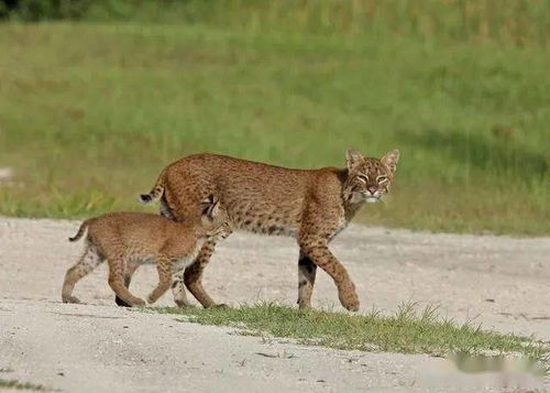 辟谣 动物学中的短尾猫是家猫的一类 不,它们其实属于猞猁家族