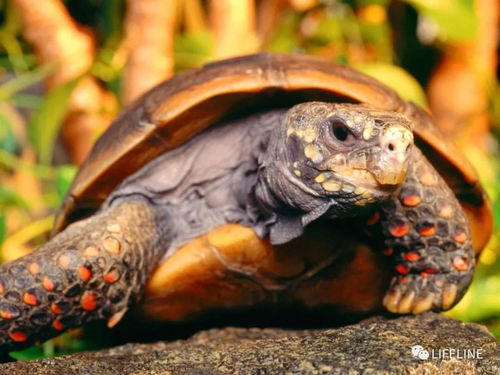 龟友来稿 红腿陆龟的饲养 从入门到繁殖 上