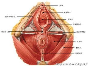 拨会阴穴附近的伤筋,能快速治腰痛和膝盖内侧痛 