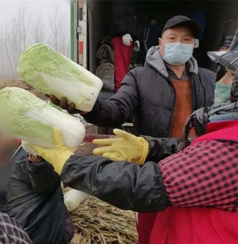 暖心 眼瞅白菜卖不掉 政府及时帮忙全售空