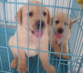 武汉哪里出售拉布拉多 武汉拉布拉多怎么卖 武汉宠物狗养殖基地