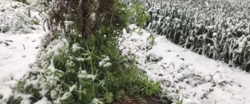 果树在遭受雪害和雹灾时,如何采取措施比较有效 果农要知道