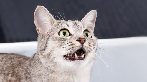 猫咪便便为何臭 浅谈猫的疾病信号 消化生理与便臭