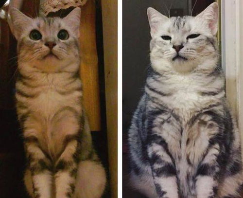 养猫1年和养猫3年,一对比差距怎么这么大