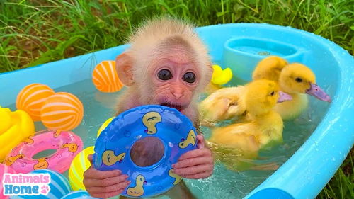 小猴子乐园 挑战户外游泳,小猴子和小鸭子谁才是游泳健将 