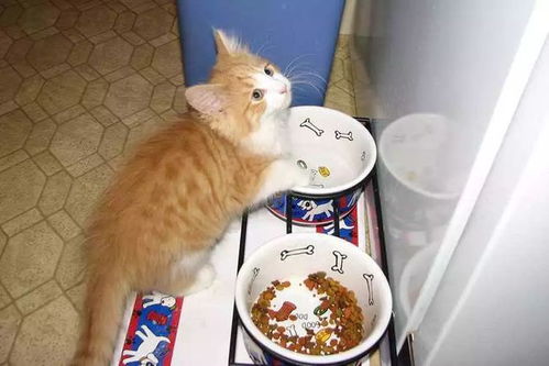 天天吃猫罐头的后果 猫可以天天吃罐头吗
