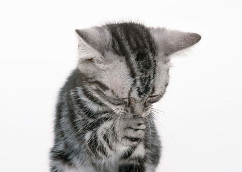 可爱小猫宠物家居动物世界猫猫动态图片素材 模板下载 1.60MB 其他大全 标志丨符号 