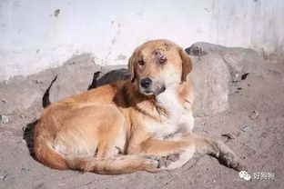喜马拉雅山上的流浪狗,没人喜欢反而遭到驱赶