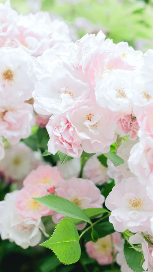 蔷薇花的花语是什么,蔷薇花的花语：爱与美的交织，浪漫与坚韧的共舞