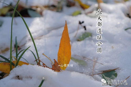 一步今日一步往昔,在雪后的残墙上享受早冬静好暖阳 北京元大都遗址公园