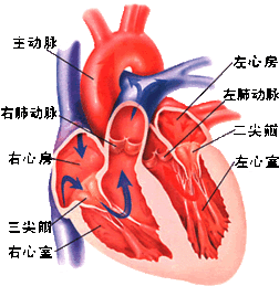心肌梗塞心电图 心电图显示陈旧性心梗，照影显示没有堵塞怎么回事？ 