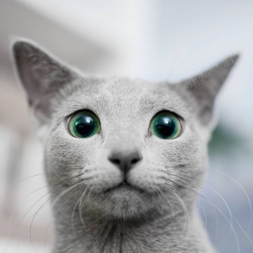 一只漂亮的猫,眼睛的颜色也是美爆,感受下...... 