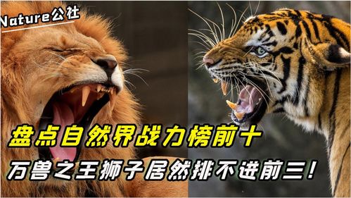 世界最凶猛十大动物排行,万兽之王狮子不在前三,你知道是哪些吗 