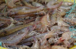 基围虾得名主要因为外形还是养殖方式(基围虾的学名叫什么)