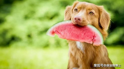 狗可以吃水果吗,一个月的小狗可以吃水果吗