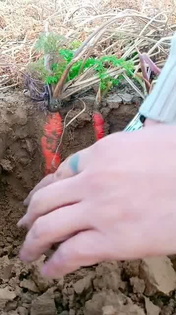 挖个萝卜,挖出考古的感觉 