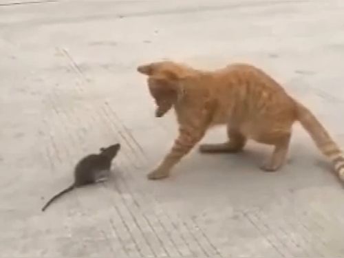 到底是猫捉老鼠,还是老鼠遛猫 