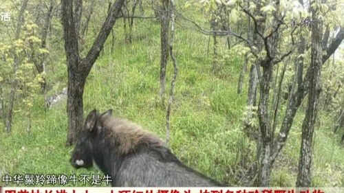 红外线摄像机捕捉野生动物神秘夜行之姿