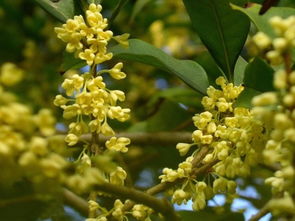 小花仙桂花精灵王叫什么名字 