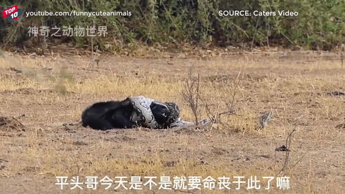 平头哥被蟒蛇死死的给缠住了 