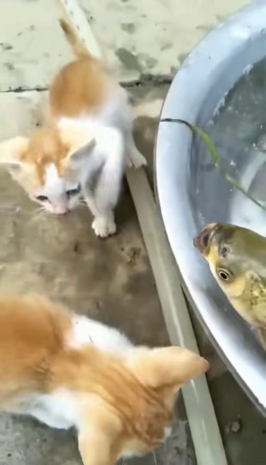 又一条想吃猫的鱼,你信吗 