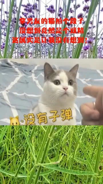 拿男友的猫拍个段子,没想到竟然是个戏精,这属实是让我没有想到 