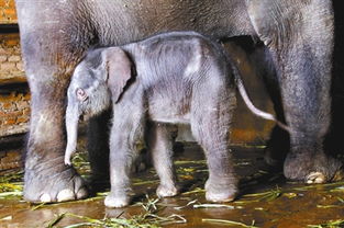 泰国大象六一产子 